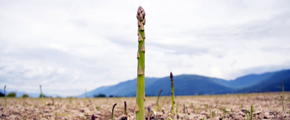 asparagus2 Sutcliffe Farms
