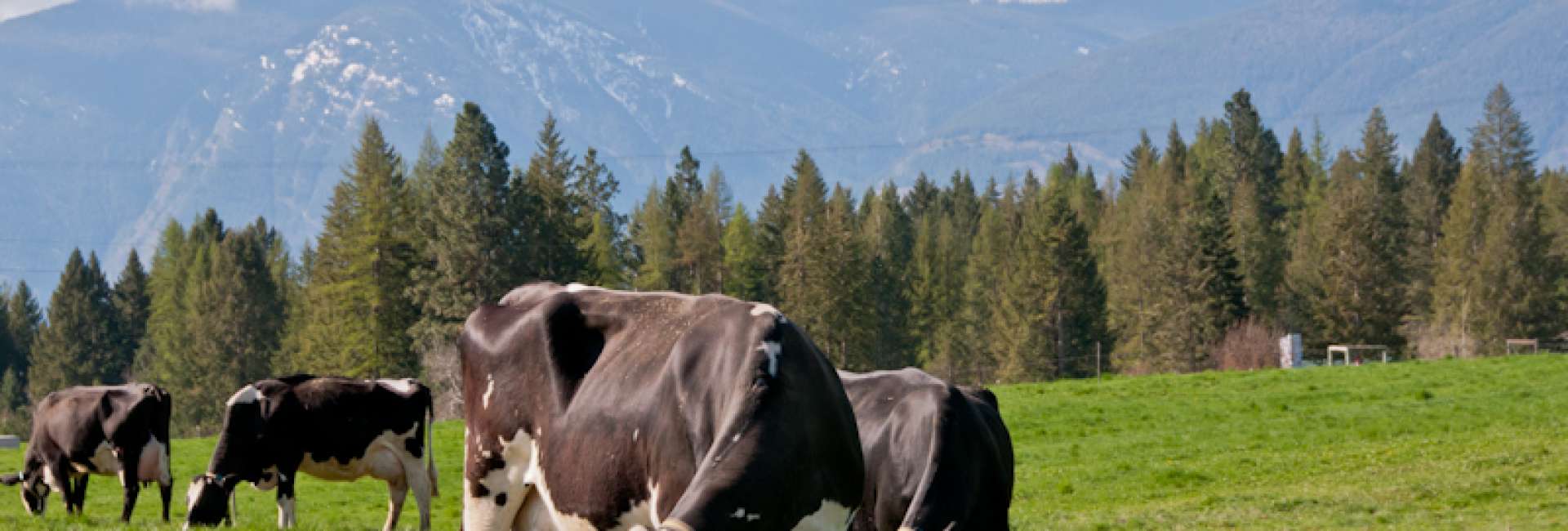 Kootenay Meadows